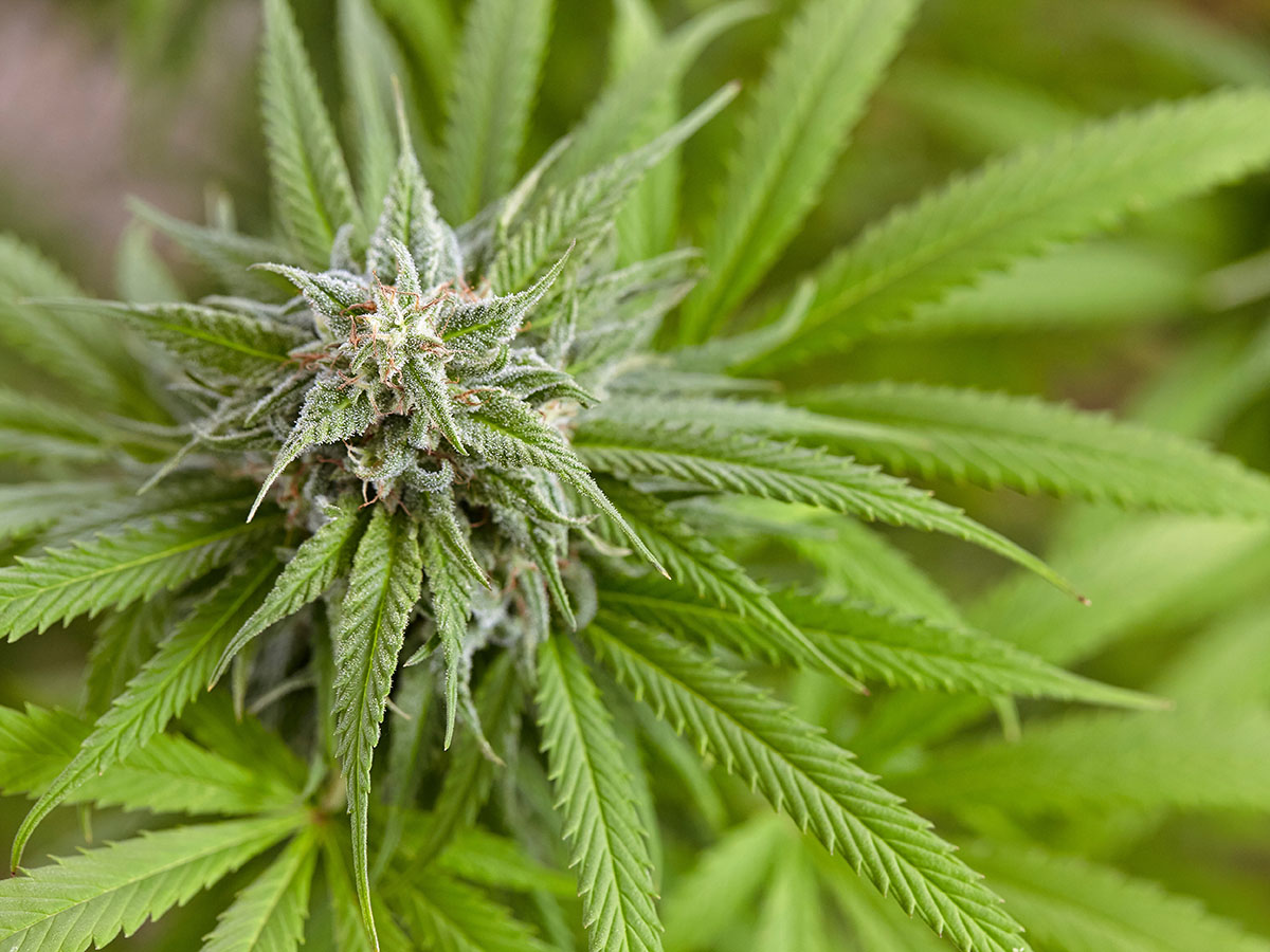 Sunset Sherbet cannabis plant