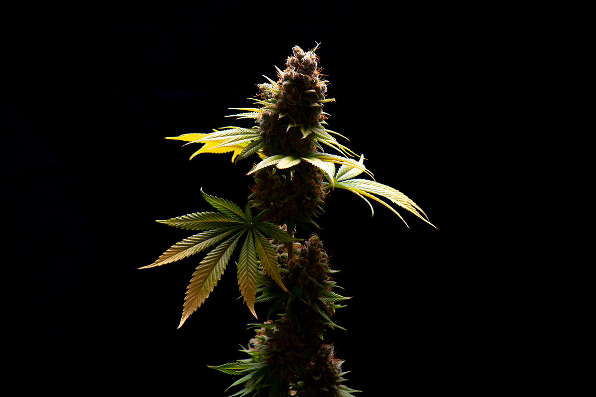 Sour Diesel cannabis plant on a black background