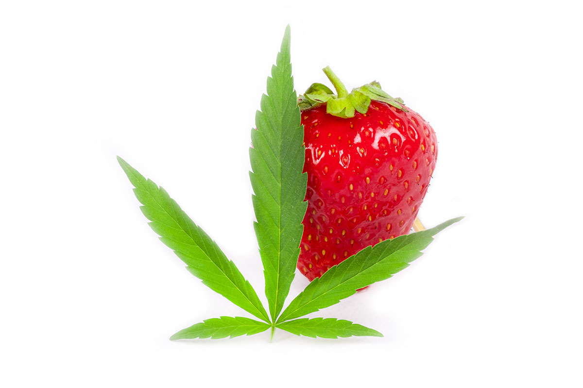 Bright red strawberry behind a cannabis leaf