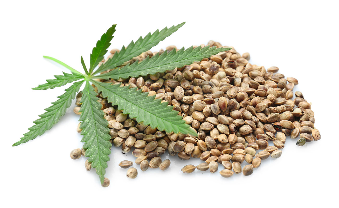 Hemp leaf next to a pile of hemp seeds