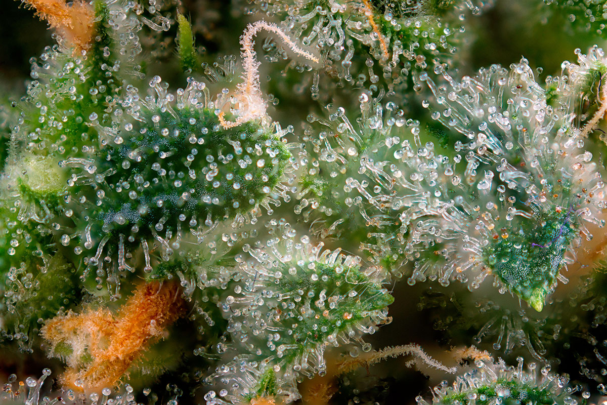 Macro look at cannabis trichomes on a cannabis plant