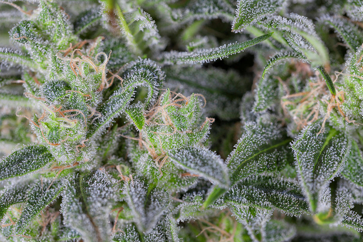 Macro look at cannabis trichomes on a cannabis plant
