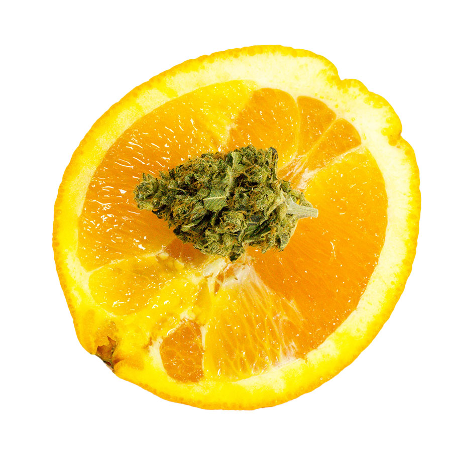 Small cannabis bud on a slice of orange