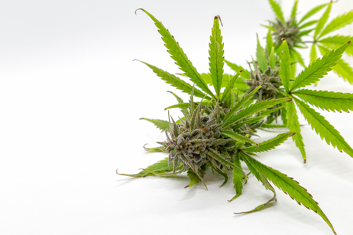 Berry White cannabis plant laying horizontal on a white background